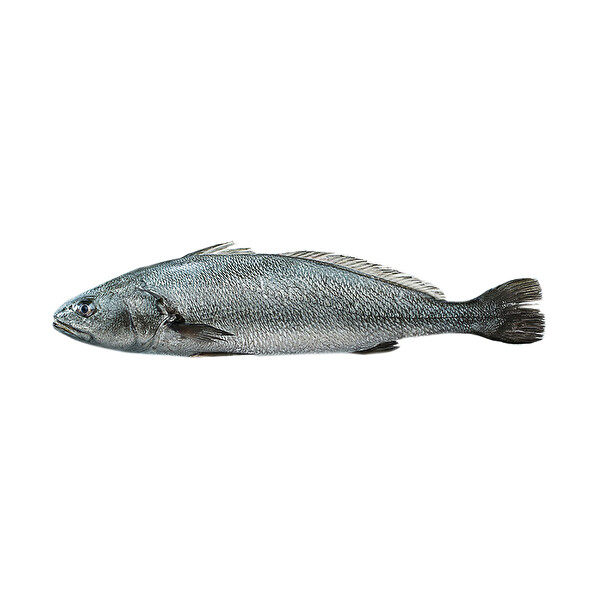 Kaya Levreği 1000-1 Kg