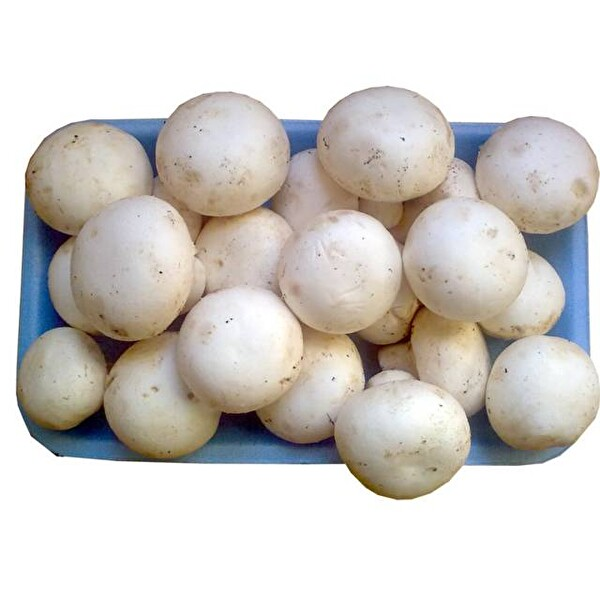 Mantar 300 Gr