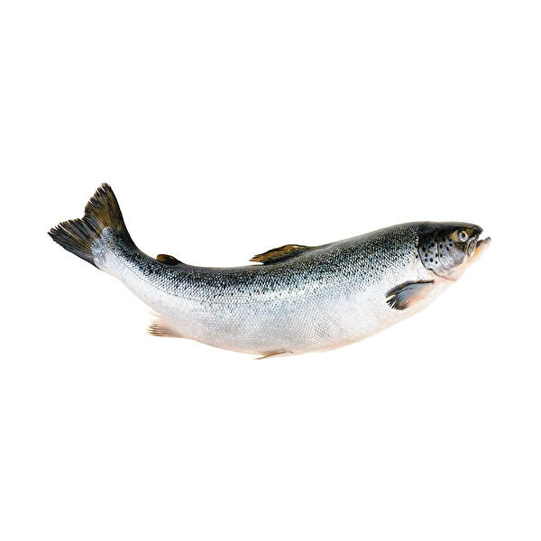 Somon Bütün 1 Kg